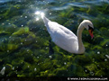 Pictures of Ohrid (UNESCO)