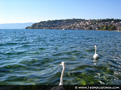 Ohrid - Friendly swan